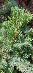Pinus culminicola
