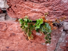 Asplenium ruta-muraria