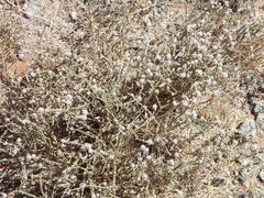 Eriocephalus microphyllus pubescens