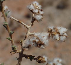 Eriocephalus microphyllus pubescens