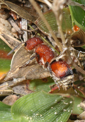 Pseudomethoca simillima