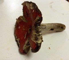 Russula rubescens