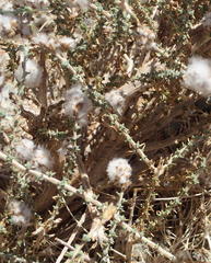 Eriocephalus microphyllus pubescens