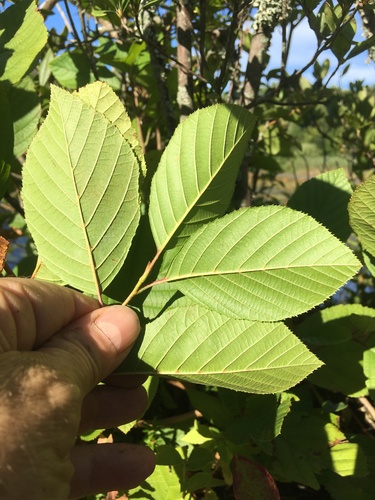 hazel alder