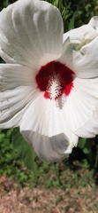 Hibiscus laevis
