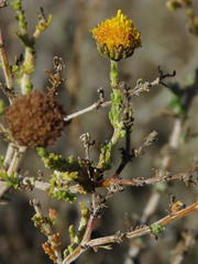 Pentzia