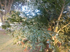 Caryota