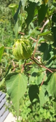 Hibiscus laevis