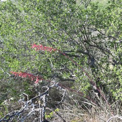 Hesperaloe parviflora