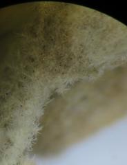 Anastrabe integerrima