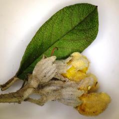 Anastrabe integerrima