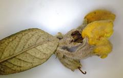 Anastrabe integerrima