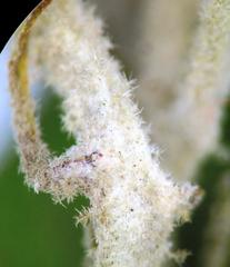 Anastrabe integerrima