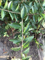 Lonicera
