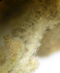 Anastrabe integerrima