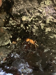 Camponotus sayi