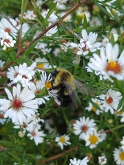 Bombus impatiens