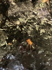 Camponotus sayi