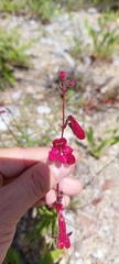 Penstemon lanceolatus