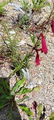 Penstemon lanceolatus