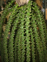 Caryota