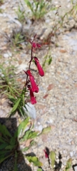 Penstemon lanceolatus