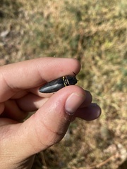 Hippomelas sphenicus