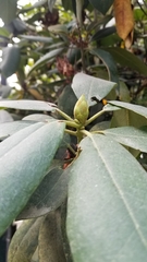 Rhododendron × hybridum