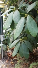 Rhododendron × hybridum