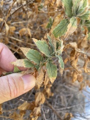 Epilobium canum garrettii