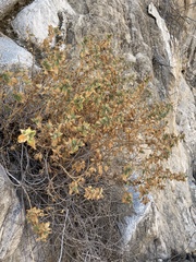 Epilobium canum garrettii