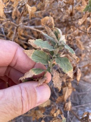 Epilobium canum garrettii