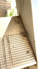 Acanthocephala declivis