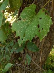 Phyllocnistis vitifoliella