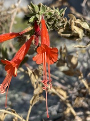 Epilobium canum garrettii