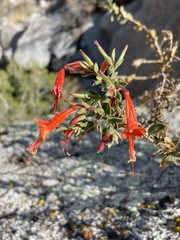 Epilobium canum garrettii