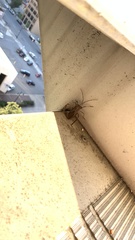 Acanthocephala declivis