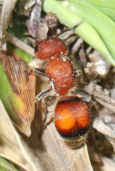 Pseudomethoca simillima