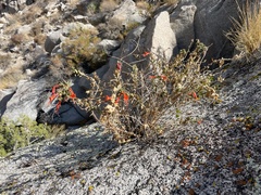 Epilobium canum garrettii