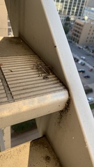 Acanthocephala declivis