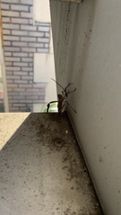 Acanthocephala declivis