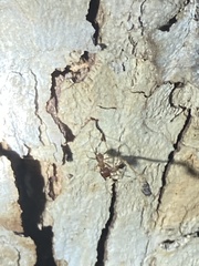 Pheidole obtusospinosa