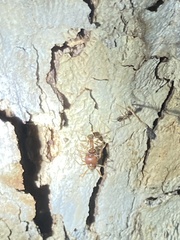 Pheidole obtusospinosa