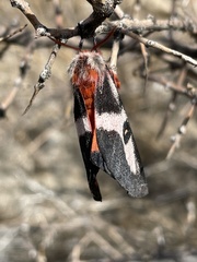 Hemileuca electra