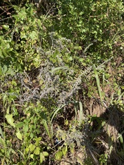 Lithospermum bejariense