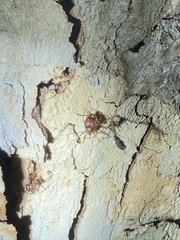 Pheidole obtusospinosa