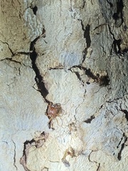 Pheidole obtusospinosa