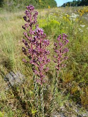 Carphephorus paniculatus