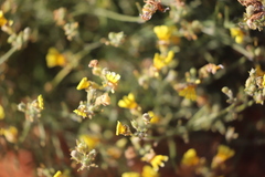Goodenia armitiana