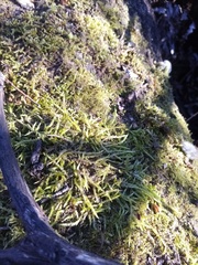 Acrocladium chlamydophyllum